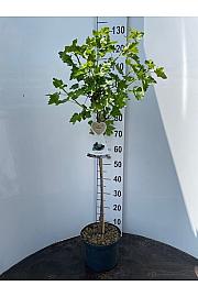 Ribes nidigrolaria Josta C5 Lit. Na steblu 60 cm