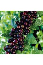 Ribes nidigrolaria Josta C3 Lit. Na steblu 90 cm