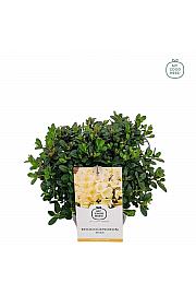 Rhododendron hybrid Wren C2 Lit. 20-25 cm