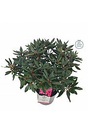 Rhododendron hybrid Winsome C4 Lit. 25-35 cm