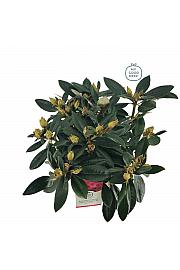 Rhododendron hybrid Volblut C4 Lit. 30-40 cm