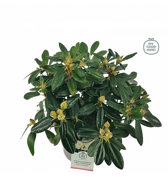 Rhododendron hybrid Percy Wiseman C4 Lit. 30-40 cm