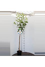 Pyrus pyrifolia Shinko C7,5 Lit. 175-200 cm Na steblu 100 cm