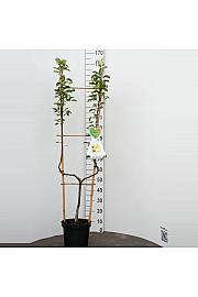Pyrus communis Williams C7,5 Lit. 140-160 cm U forma