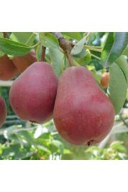 Pyrus communis Red Williams C5 Lit. 80-100 cm