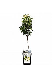 Pyrus communis Luisa C5 Lit. 60-80 cm Na steblu