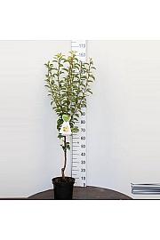 Pyrus communis Gieser Wildeman C7,5 Lit. 125-150 cm