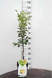 Pyrus communis Gieser Wildeman C5 Lit. 80-100 cm Patio