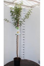 Pyrus communis Gellerts Butterbirne /Beurré Hardy C7,5 Lit. 175-200 cm Na steblu 100 cm