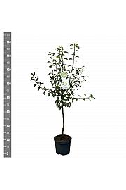 Pyrus communis Doyenné du Comice C7,5 Lit. 125-150 cm