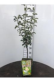 Pyrus communis Doyenné du Comice C5 Lit. 80-100 cm BIO