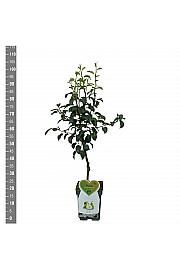 Pyrus communis Doyenné du Comice C5 Lit. 80-100 cm Patio