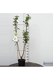 Pyrus communis Conference x Williams C7,5 Lit. 140-160 cm Duo