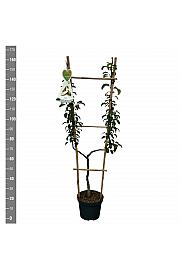 Pyrus communis Conference C7,5 Lit. 140-160 cm U forma