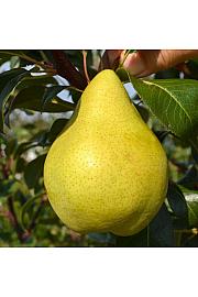 Pyrus communis Condo C5 Lit. 80-100 cm Stebričasta