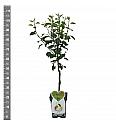 Pyrus communis Clapps Favourite C5 Lit. 80-100 cm Patio