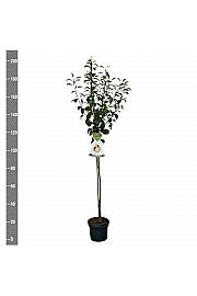 Pyrus communis Clapps Favourite C7,5 Lit. 175-200 cm Na steblu 100 cm