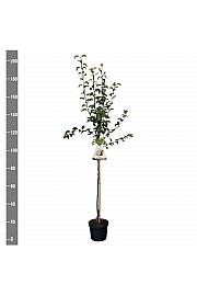 Pyrus communis Bonne Louise dAvranches C7,5 Lit. 175-200 cm Na steblu 100 cm