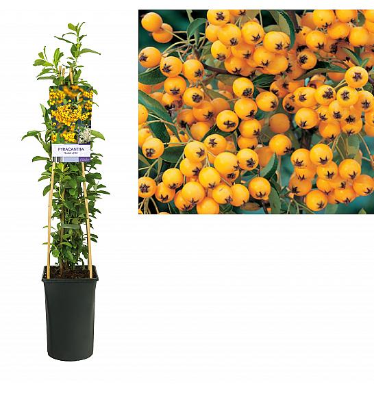 Pyracantha Soleil dOr C2,5 Lit. 40-60 cm