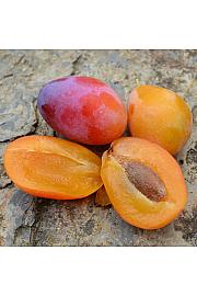 Prunus syriaca Aprimira C5 Lit. 100-125 cm