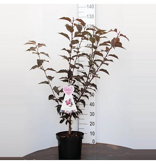 Prunus serulata Royal Burgundy C7,5 Lit. 80-100 cm
