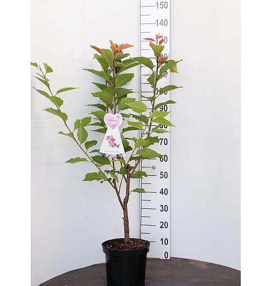 Prunus serulata Kanzan C7,5 Lit. 80-100 cm