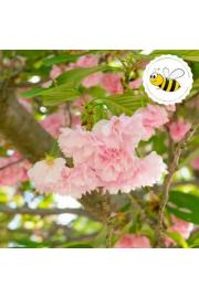 Prunus serulata Kanzan C5 Lit. Na steblu 50 cm