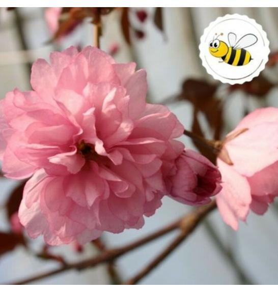 Prunus serrulata Royal Burgundy C5 Lit. Na steblu 50 cm