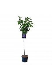 Prunus serrulata Kanzan C7,5 Lit. Na steblu 120 cm, 2 leti