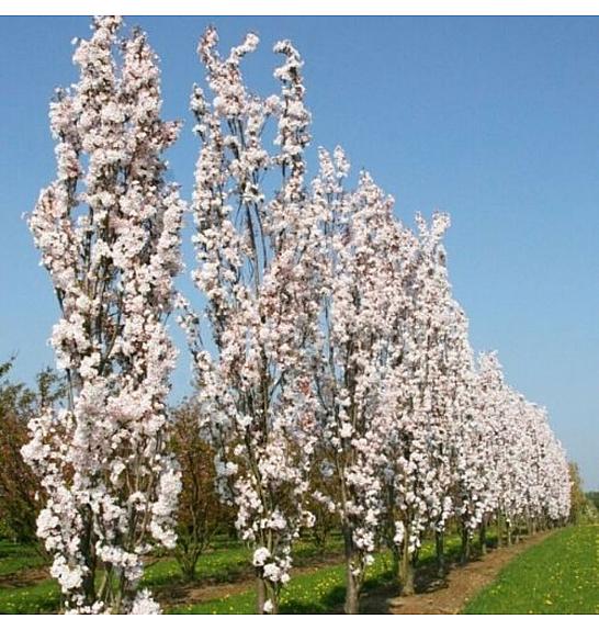 Prunus serrulata Amanogawa C7,5 Lit. 80-100 cm