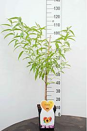 Prunus persica C5 Lit. 80-100 cm Patio