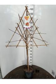 Prunus nucipersica Nectarine C7,5 Lit. 150-175 cm Špalir