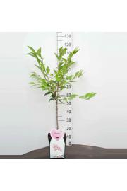 Prunus nipponica Ruby C5 Lit. Na steblu 50 cm