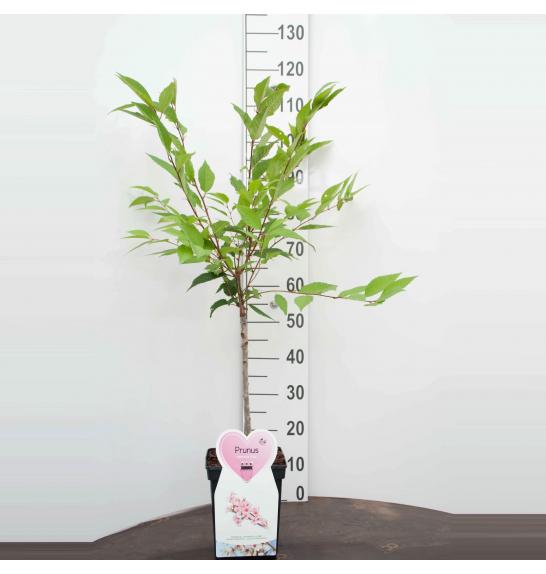 Prunus nipponica Ruby C5 Lit. Na steblu 50 cm