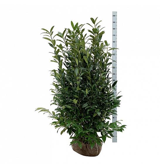 Prunus laurocerasus Herbergii bala 125-150 extra
