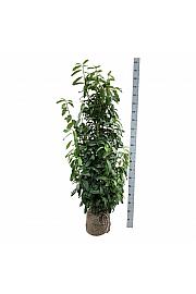 Prunus laurocerasus Genolia ® bala 125-150 cm