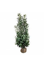 Prunus laurocerasus Caucasica bala 200-225 cm extra