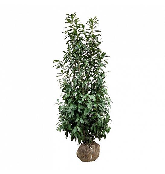 Prunus laurocerasus Caucasica bala 200-225 cm extra