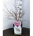 Prunus incisa Koju no mai C5 Lit. 60-80 cm