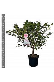 Prunus incisa Cunera C7,5 Lit. 80-100 cm