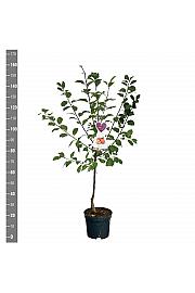 Prunus domestica Victoria C7,5 Lit. 175-200 cm Na steblu 100 cm