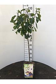 Prunus domestica The Czar C5 Lit. 80-100 cm BIO