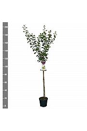 Prunus domestica Reine Claude Verte C7,5 Lit. 175-200 cm Na steblu 100 cm