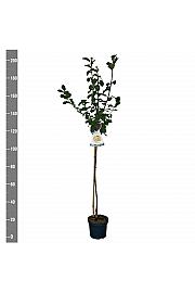 Prunus domestica Reine Claude dOullins C7,5 Lit. 175-200 cm Na steblu 100 cm