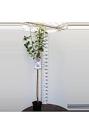 Prunus domestica Reine Claude dOullins C7,5 Lit. 175-200 cm Na steblu 100 cm