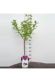 Prunus domestica Reine Claude dOullins C5 Lit. 80-100 cm Patio