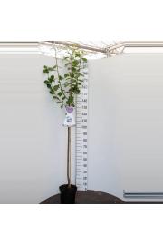 Prunus domestica Opal C7,5 Lit. 175-200 cm Na steblu 100 cm