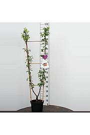 Prunus domestica Opal - Victoria C7,5 Lit. 140-160 cm Duo