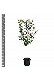 Prunus domestica Mirabelle de Nancy C7,5 Lit. 125-150 cm