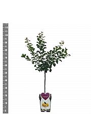 Prunus domestica Mirabelle de Nancy C5 Lit. 80-100 cm Patio